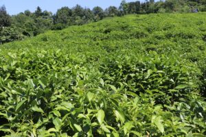 RİZE (AA) – ÇAYKUR Genel Müdürlüğü, ikinci sürgün yaş çay