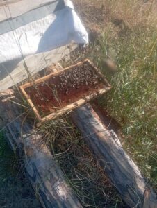 ÇORUM (AA) – Çorum'un Dodurga ilçesinde arı kovanlarına zarar veren