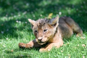 GAZİANTEP (AA) – Sudan'ın eski Devlet Başkanı Ömer el-Beşir tarafından