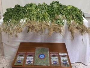 ​​​​​​​DENİZLİ (AA) – Denizli'nin Sarayköy ilçesinde 343 kök kenevir bitkisi