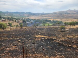 DİYARBAKIR (AA) – Diyarbakır'ın Dicle, Hazro ve Lice ilçelerinde ormanlık