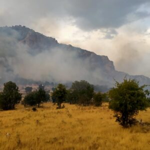 DİYARBAKIR (AA) – Diyarbakır'ın Lice ilçesi kırsalında ormanlık alanda çıkan