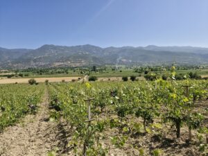 TOKAT (AA) – Tokat’ın Erbaa ilçesinde üretimi yapılan coğrafi işaretli