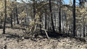 ESKİŞEHİR (AA) – ATAHAN GEZER – Eskişehir'in Seyitgazi ilçesinde çıkan