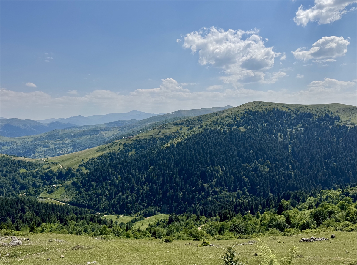 Giresun'daki Paşakonağı Yaylası akarsularıyla güzel manzaralar sunuyor