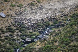 HAKKARİ (AA) – SAYİM HARMANCI/ÖZKAN BİLGİN – Küçükbaş hayvan yetiştiriciliğinin