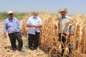HATAY (AA) – Hatay'daki Amik Ovası'nda yetiştirilen mısırda yılın ilk