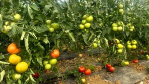 ISPARTA (AA) – Isparta'nın Aksu ilçesinde 1300 metre rakımda, Sorkun