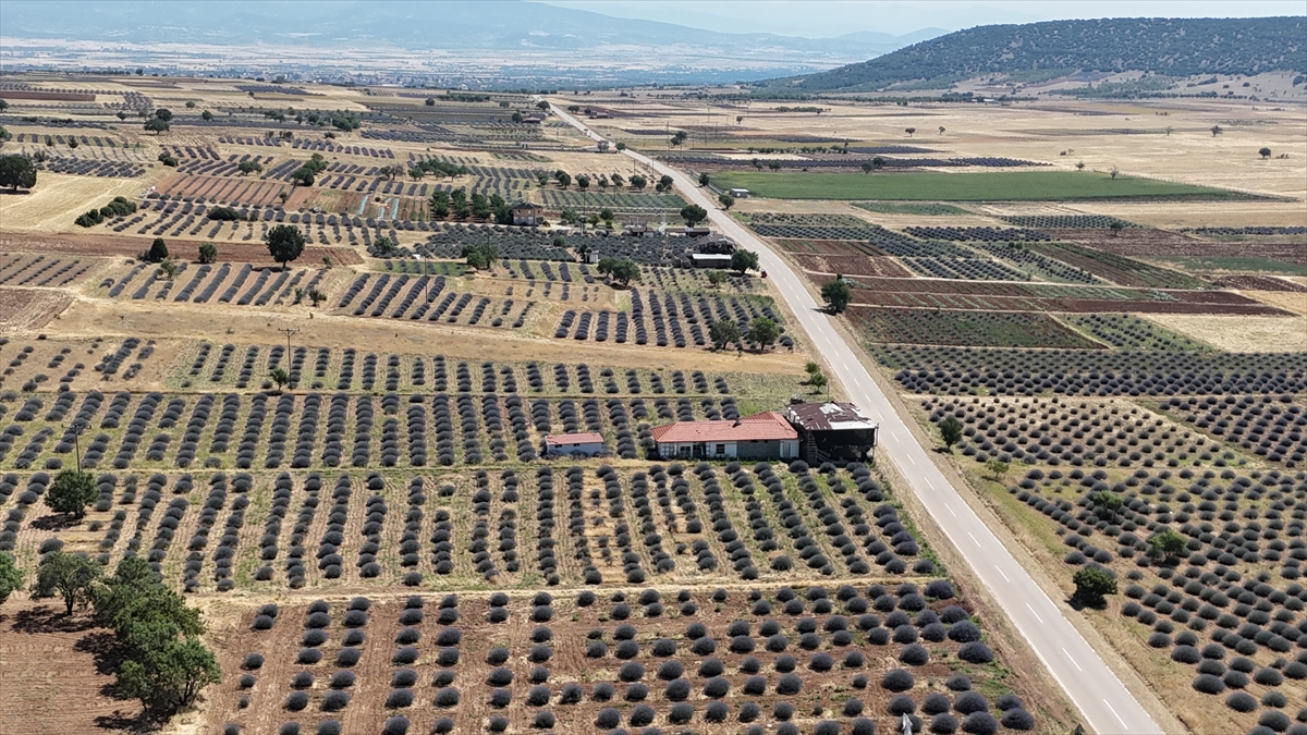 Isparta'nın mor tarlaları turistlerin uğrak adresi oldu
