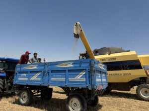 KARAMAN (AA) – Karaman'da yerli tohum çeşitleri kullanılarak ekimi yapılan