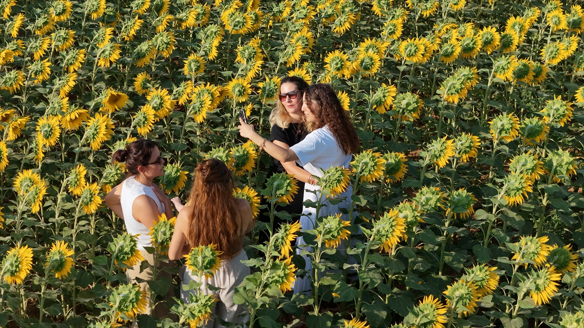 Karaman'da sarıya bürünen ayçiçeği tarlaları, fotoğraf tutkunlarını ağırlıyor