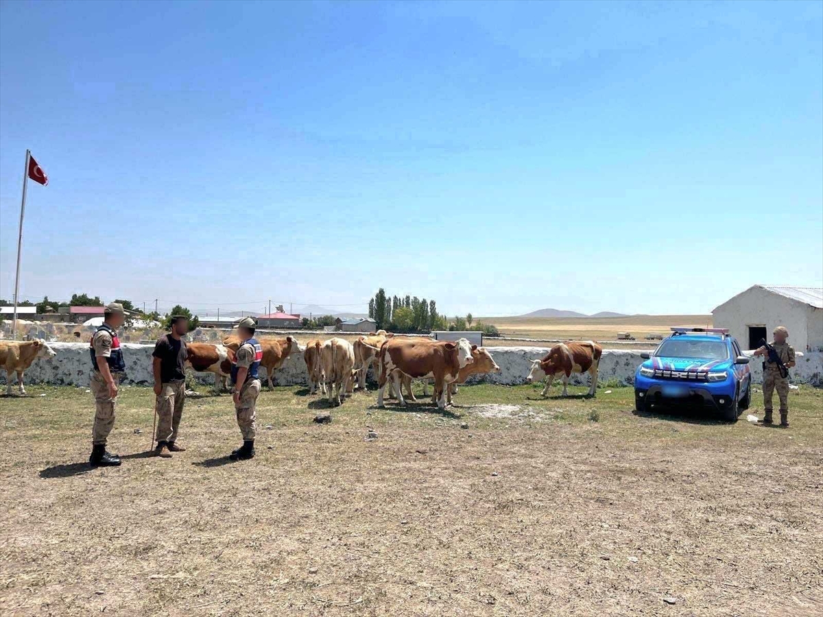 Kars'ta kaybolan 10 büyükbaş hayvan jandarma ekiplerince bulundu
