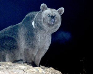 KARS (AA) – Kars'ın Sarıkamış ilçesinde, mahalleye inen bozayı, çöp