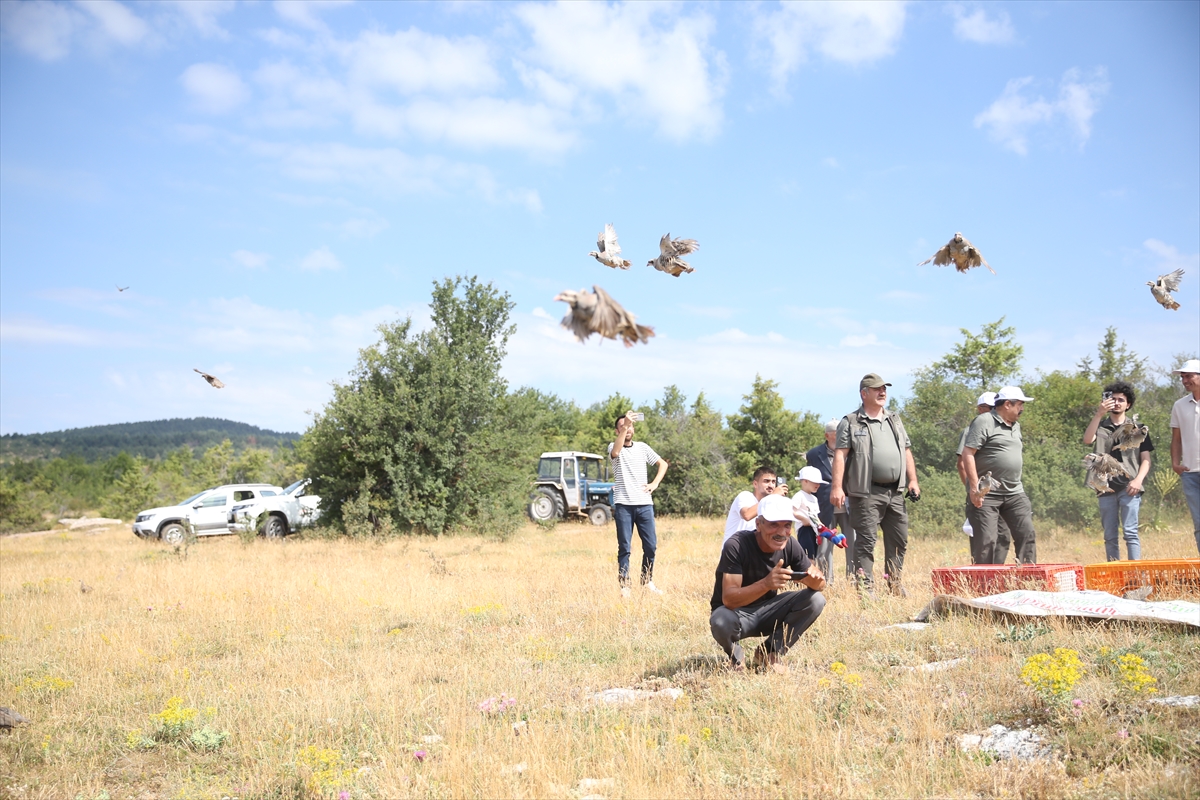 Kastamonu'da 2 bin 100 kınalı keklik doğaya bırakıldı