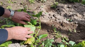 KAYSERİ (AA) – Kayseri Büyükşehir Belediyesi bünyesinde faaliyet gösteren Hacı-Rukiye