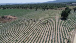 ÇANAKKALE (AA) – ÇİĞDEM ALYANAK – Çanakkale'nin Yenice ilçesinde, Kazdağları'nın