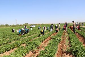 KİLİS (AA) – Kilis'te kentin önemli gelir kaynaklarından biri olan