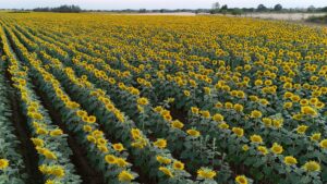 - Istranca Dağları'nın eteklerinde açan ayçiçekleri güzel görüntü oluşturdu