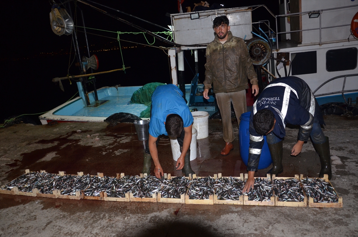Kocaeli Ereğli Balık Hali'nde balık mezadı hareketliliği sürüyor