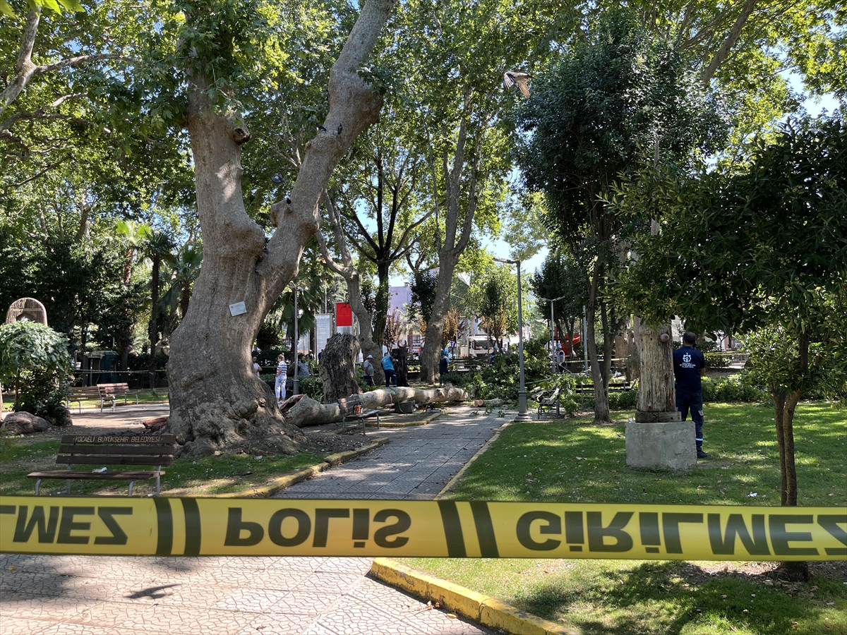Kocaeli'de üzerlerine ağaçtan kopan dal düşen 3 kişi yaralandı