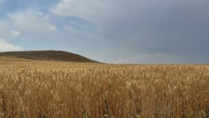 KONYA (AA) – Türkiye’nin tahıl ambarı olarak bilinen Konya Ovası’nda