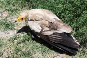 MALATYA (AA) – Malatya'nın Darende ilçesinde, yol kenarında bulunan ve