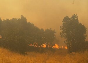 MARDİN (AA) – Mardin'in Ömerli ilçesinde ormanlık alanda çıkan yangın,