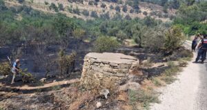 MERSİN (AA) – Mersin'in Mut ilçesinde bahçede başlayıp ormanlık alana