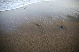 MERSİN (AA) – Mersin'in Mezitli ilçesinde yumurtalarından çıkan yeşil deniz