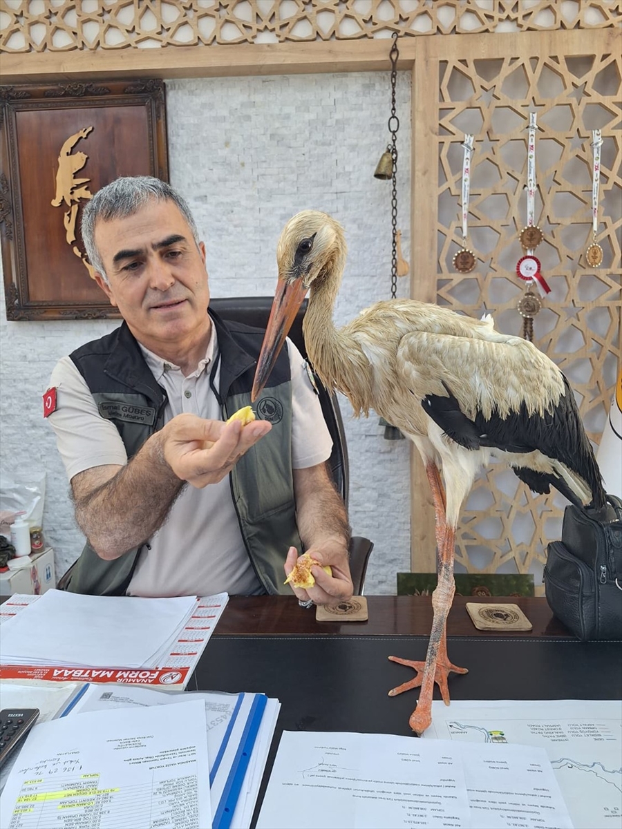 Mersin'de yangınlardan kaçtığı değerlendirilen yaralı leylek ormancılara sığındı