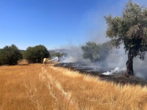 MUĞLA (AA) – Muğla'nın Milas ilçesinde ormanlık alanda çıkan yangını