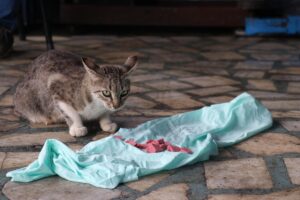 TRABZON (AA) – HATİCE DİLER – Trabzonlu motor ustası Yusuf