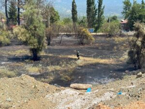 MUĞLA (AA) – Muğla'nın Milas ilçesinde ormanlık alanda çıkan ikinci