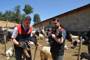 MUŞ (AA) – Muş Tarım ve Orman Müdürlüğü ekipleri, kentteki