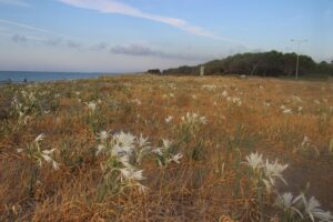 SAMSUN (AA) – Samsun'un Alaçam ilçesindeki Geyikkoşan sahilinde açan kum