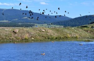 KARS (AA) – Kars'ın Sarıkamış ilçesindeki sulak alanlar, yazın yaban