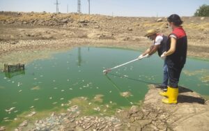 ŞIRNAK (AA) – Şırnak'ın İdil ilçesinde iki gölette balık ölümleri