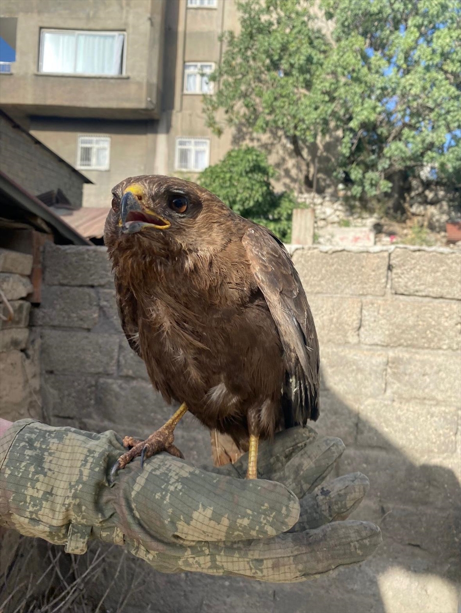 Şırnak'ta yaralı ve bitkin bulunan 2 kızıl şahin tedavi altına alındı