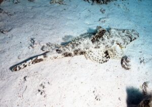ANKARA (AA) – Deniz canlılarının biyolojik ışıması olarak tanımlanan "biyolüminesans",