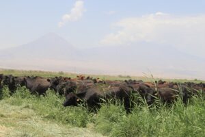 IĞDIR (AA) – Tarım ve Orman Bakanı İbrahim Yumaklı, Kırsalda