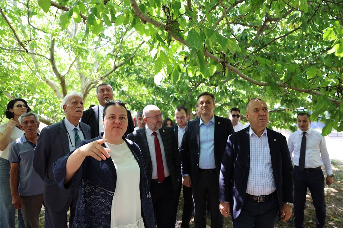 TBMM Komisyonu üyeleri Denizli'de zirai dondan etkilenen meyve bahçelerini inceledi