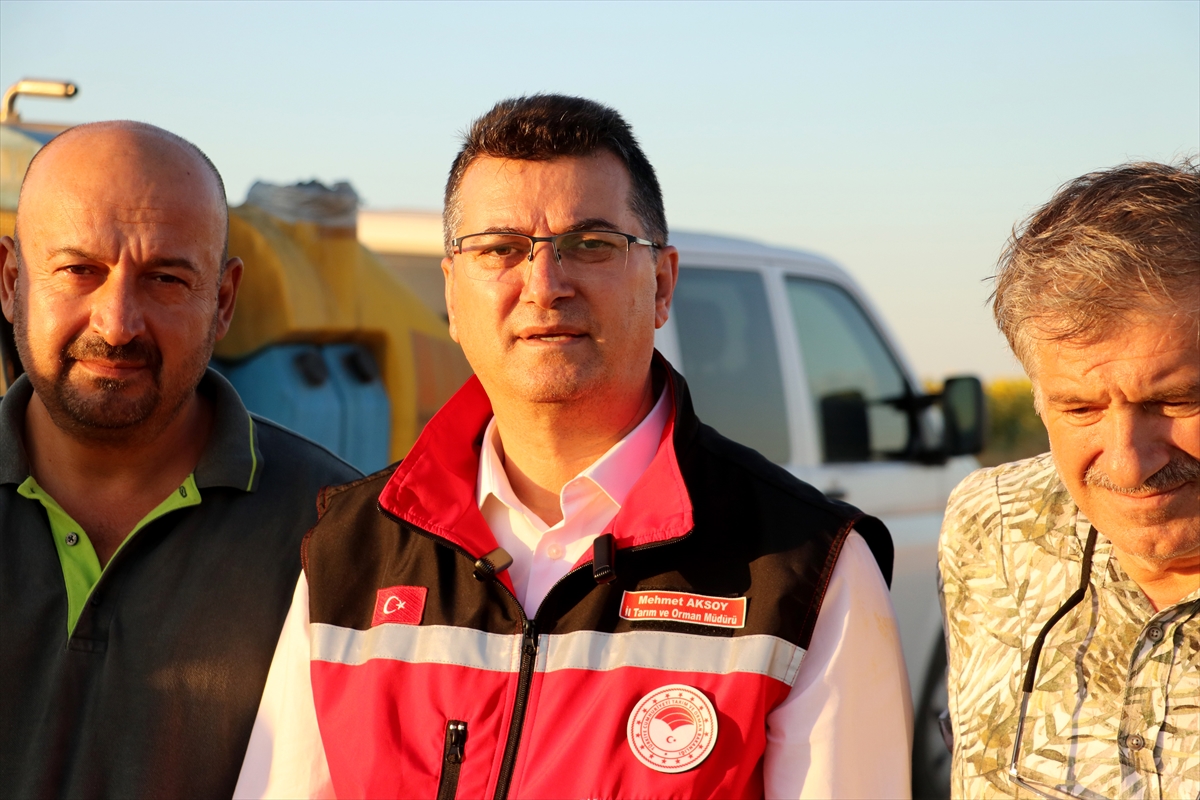 Tekirdağ'da çiftçiler artan çekirge popülasyonuna karşı ilaçlama çalışması başlattı