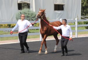 BURSA (AA) – TİGEM e-satış ile 68 tayın satışından 45