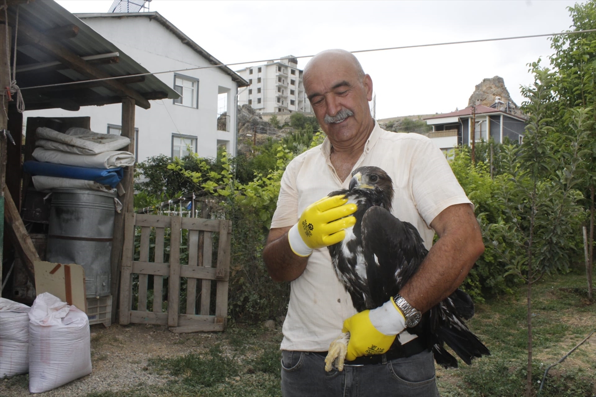 Tunceli'de bitkin bulunan kaya kartalı koruma altına alındı