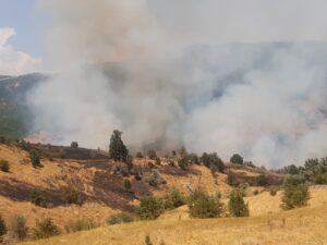 TUNCELİ (AA) – Tunceli'nin Hozat ilçesinde ormanlık alanda çıkan örtü
