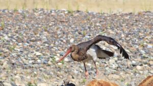 KASTAMONU (AA) – Kastamonu'nun Abana ilçesindeki Ezine Çayı'nda ülkede nadir