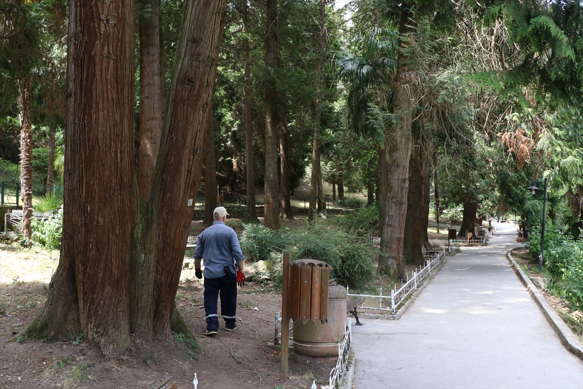 Türkiye'nin ilk arboretumu 66 tür ağaca ev sahipliği yapıyor