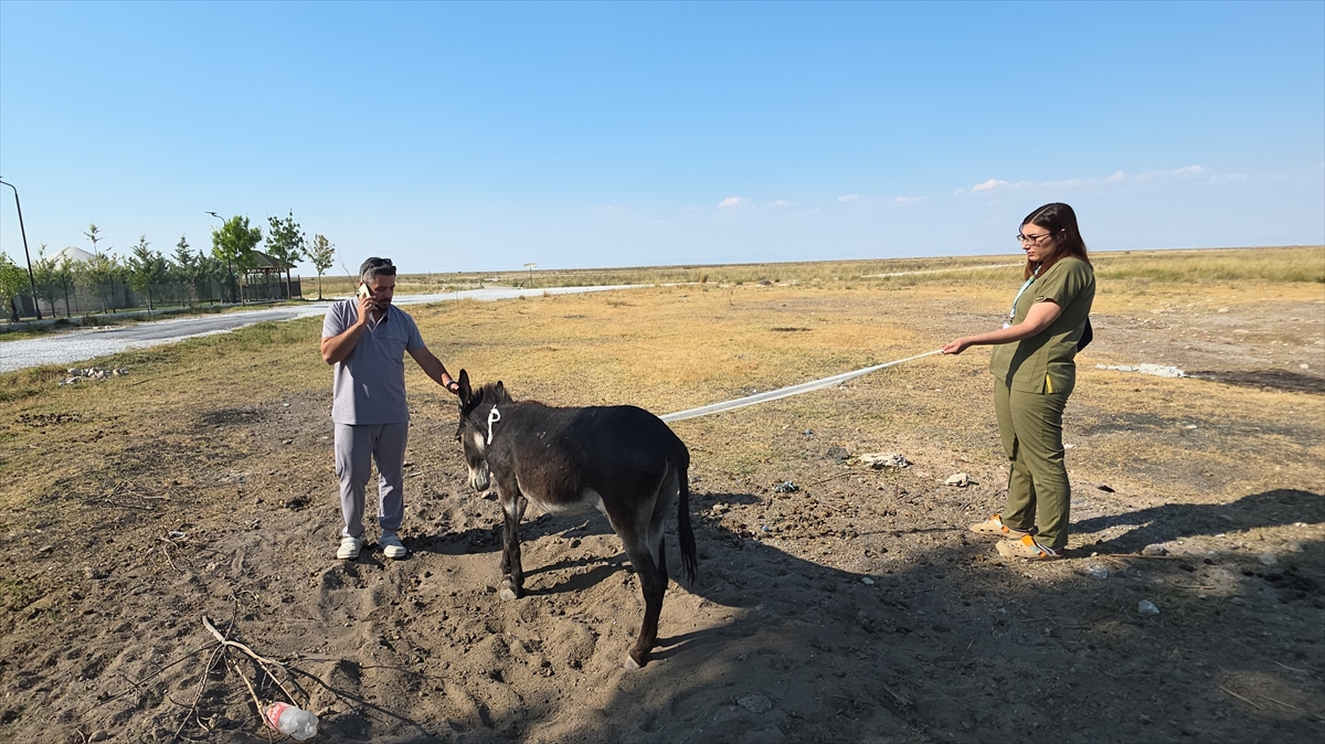 Tuz Gölü'nde ayağı kırık halde bulunan eşek tedavi altına alındı
