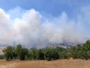 UŞAK (AA) – Uşak'ın Eşme ilçesinde tarım arazisinde başlayıp meşelik