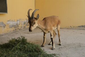 VAN (AA) – Van'ın Bahçesaray ilçesinde yaralı ve bitkin halde